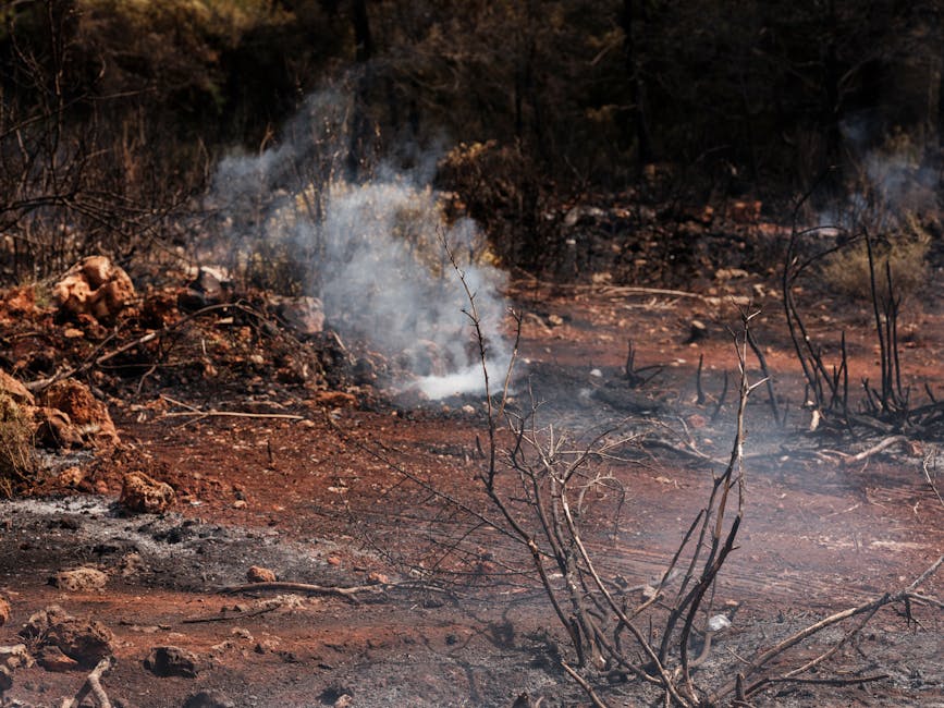 A forest landscape displays the aftermath of a fire with smoke rising from burnt vegetation.